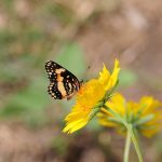 butterfly, insect, flower, wings, pollinator, bloom, plant, garden, nature, closeup