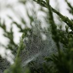 shallow focus photography of green leafed plant